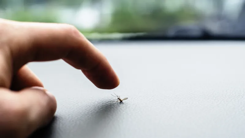 hand about to squish mosquito as a humorous reference to their vulnerability without key protections in a shareholders' agreement